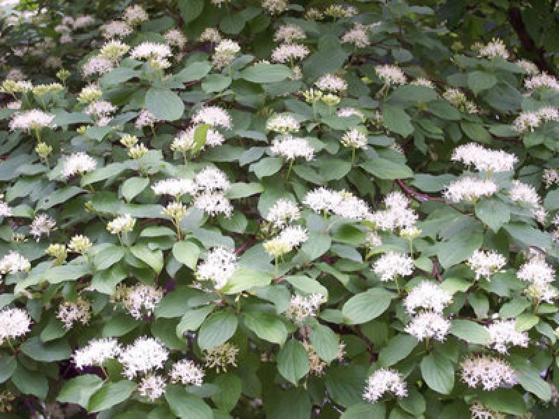 Image of Inspirational Gifting 1-2ft Native Hedging Dogwood (Cornus Sanguinea) Bare Root Hedging Plants Tree Whips - Pack Of 10