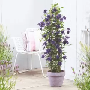 Image of Thompson & Morgan Clematis Florida Kokonoe 9cm Pot x 1