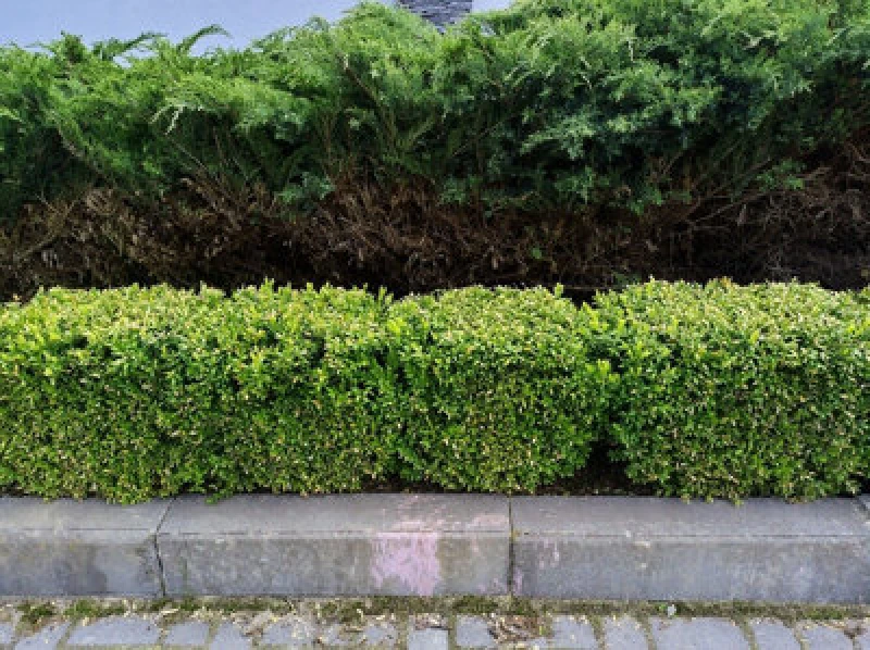 Image of Inspirational Gifting 20-30Cm Ilex Crenata (Green Hedge) Box Leafed Japanese Holly Hedge Plants - Pack Of 10