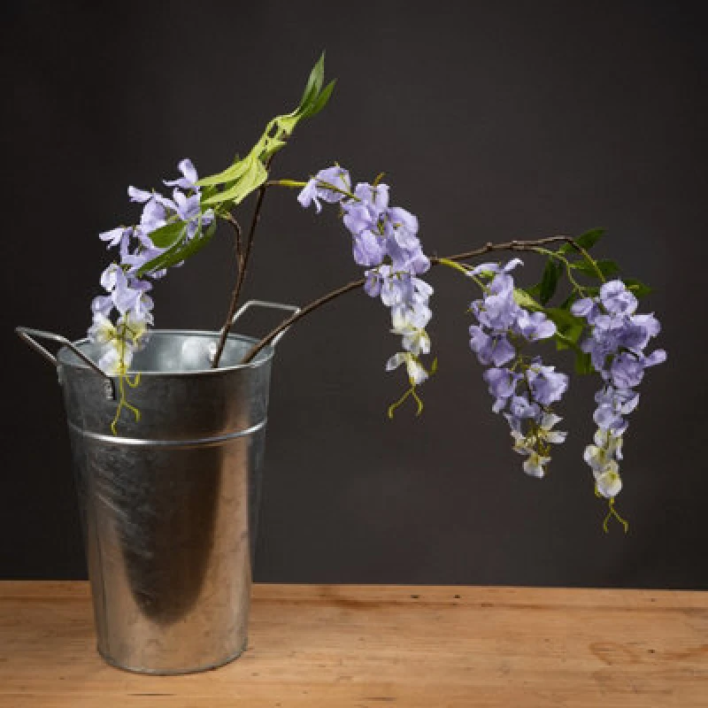Image of Lilac Wisteria