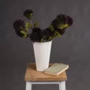 Image of Chocolate Chrysanthemum