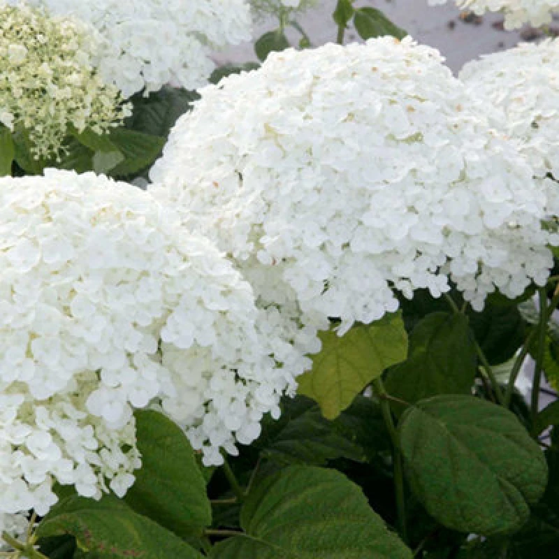 Image of Thompson & Morgan Hydrangea Arborescens Annabelle 12 Litre Potted Plant X 2