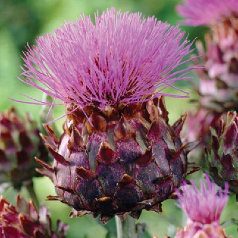 Image of Thompson & Morgan Cynara Cardunculus 9Cm Potted Plant X 1