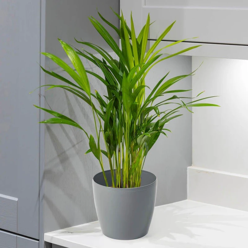 Image of YouGarden Areca palm & Cover Pot Multi unisex 14cm pot