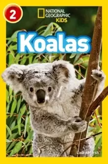 Image of Koalas : Level 2