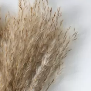 Image of Crossland Grove Dried Reed Grass Bundle Paper Wrap Natural H560Mm