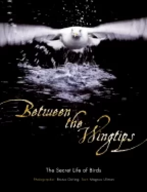 Image of between the wingtips the secret life of birds