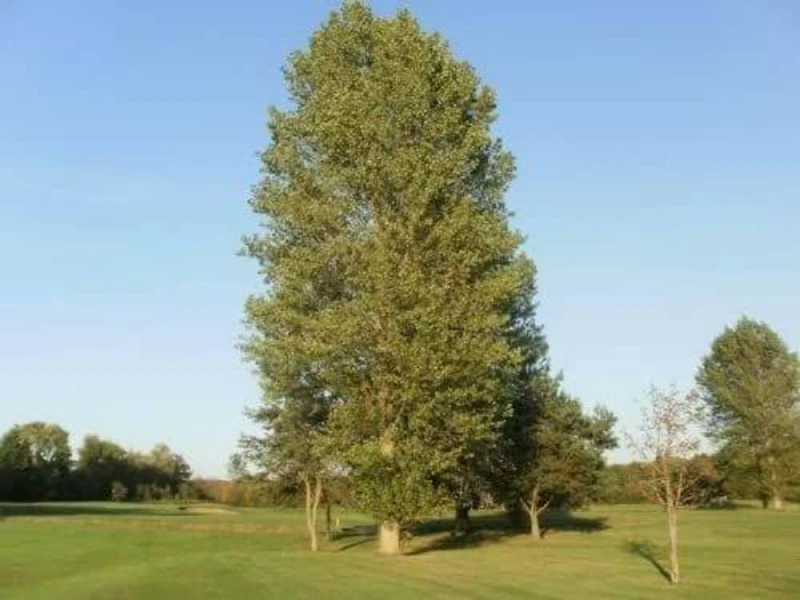Image of F&G Supplies 10 x 4-5ft Poplar (Populus Nigra) Field Grown Bare Root Hedging Plants Tree Whip Sapling in Green Green Unisex