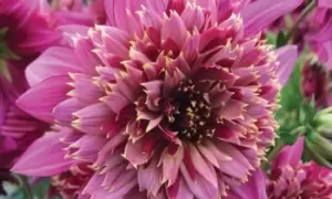 Image of Dahlia Mambo Tubers: One