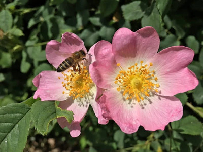 Image of Inspirational Gifting 2-3ft Dog Rose (Rosa Canina) Field Grown Bare Root Hedging Plants Tree Whip Sapling - Pack Of 10