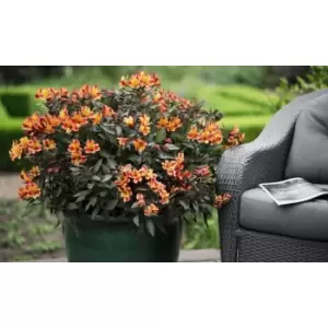 Image of Thompson & Morgan Thompson and Morgan Alstroemeria Indian Summer 50mm Plug x 3