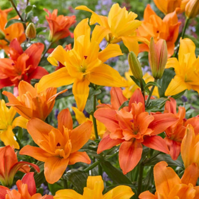 Image of You Garden Yougarden Pollen-Free Lily Butterfly Double Collection, Set Of 10 Bulbs, Ready To Grow On And Plant Out
