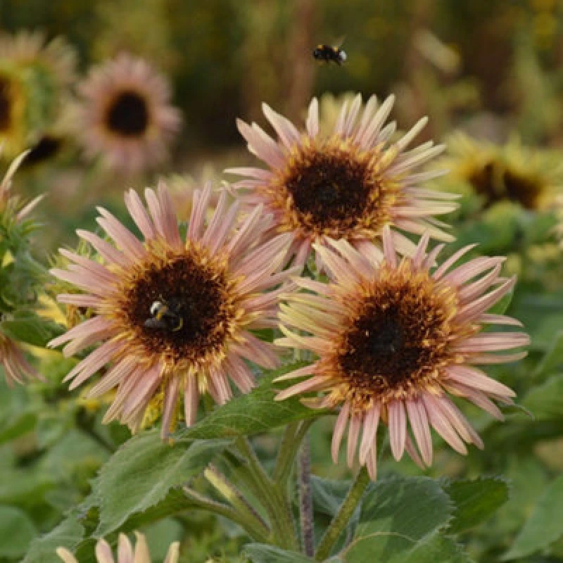 Image of Sunflower Astra Rose Hardy Annual Semi-Double Flowers Chocolate Centres 1 Packet X 25Seeds By Thompson & Morgan