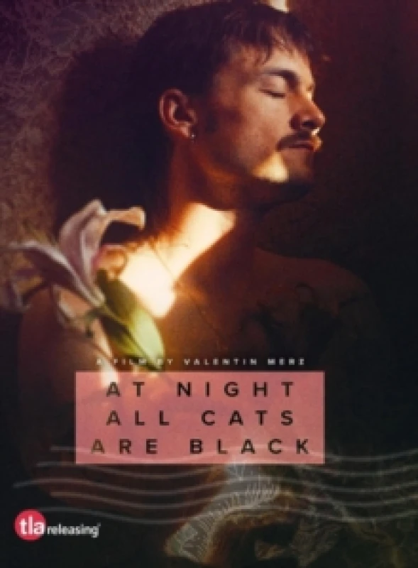 Image of At Night All Cats Are Black DVD