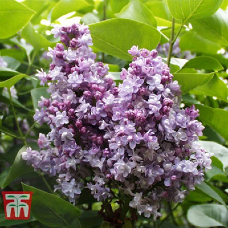 Image of Thompson & Morgan Syringa Vulgaris Katherine Havemeyer 9Cm Potted Plant X 1