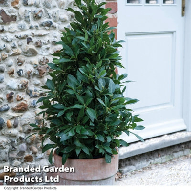 Image of Thompson & Morgan Laurus Nobilis Bay Tree Pyramid 90Cm Tall - Potted Plant X 1