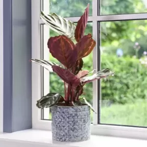 Image of Ivyline Terni Planter Denim - D20Cm H18Cm