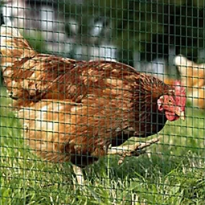 Image of PawHut Wire Mesh Fencing D1-0076 900 x 0 x 3000 mm Green
