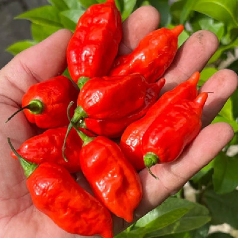 Image of Thompson & Morgan Chilli Pepper Pit Viper Naga Seeds - Superhot Capsicum Chinense 1M Shu Wrinkled Pods 6 Seeds