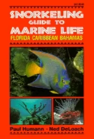 Image of snorkeling guide to marine life florida caribbean bahamas