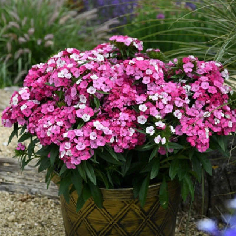 Image of Thompson & Morgan Dianthus Dart Pink Magician Hardy Perennial Carnation - 12 Plugs