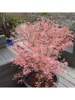 Image of Acer' Taylor' 3L Pot 50Cm Tall - Pink Leaves