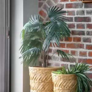 Image of Crossland Grove Chinese Fan Palm H1170Mm