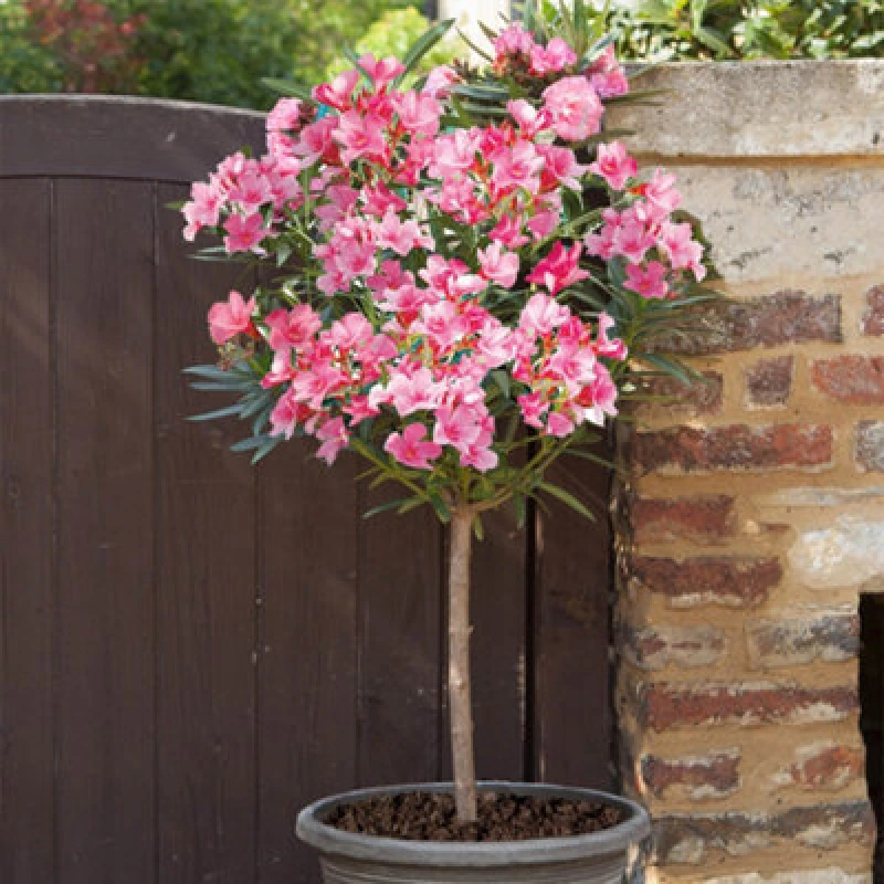Image of You Garden Yougarden Pink Flowering Oleander Half Standards, 18Cm Potted, 95-115Cm Tall