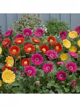 Image of Hardy Gerbera Garvinea Collection 3 X 7Cm Potted Plants