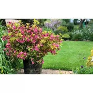 Thompson & Morgan Thompson and Morgan Weigela 'Magic Carpet' 9cm x 2