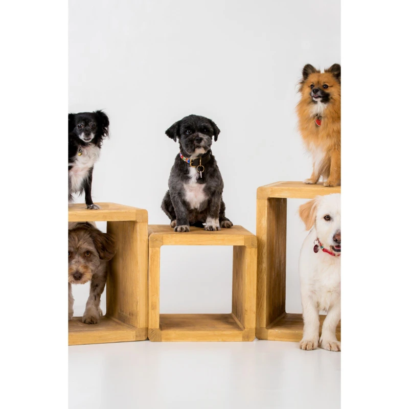 Image of Activity Superstore Pet Photoshoot - None None One Size