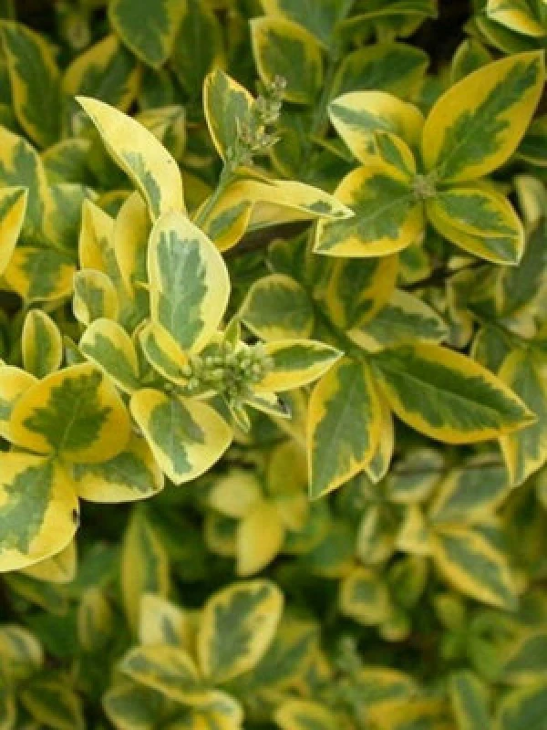 Image of Inspirational Gifting 1-2ft Golden Privet (Ligustrum Aureum) Evergreen Hedging Plants - Pack Of 10