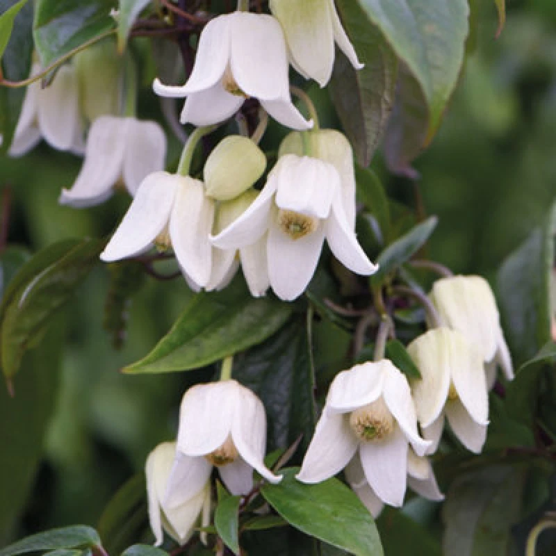 Image of Thompson & Morgan Winter Flowering Clematis 'winter Beauty' 7Cm Potted Plant X 3 - Evergreen Perennial
