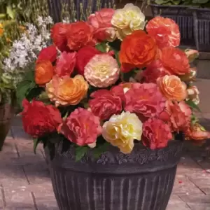 Image of YouGarden Begonia Heaven Scent x 10 Tubers