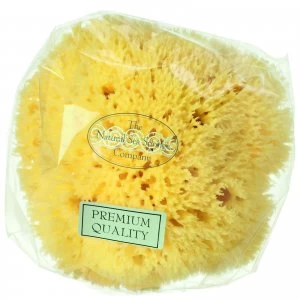 image of Hydrea London Honeycomb Sea Sponge, Size 4 - 4.5