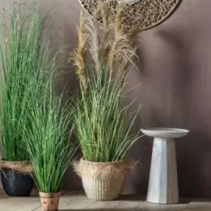 Image of Crossland Grove Pampas Grass W/7 Heads 500X500X1700Mm