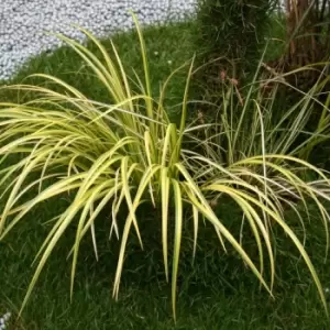 Image of Thompson & Morgan Grass Acorus Gramineus Ogon 9cm Pot x 2