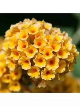 Image of Buddleia 'Sungold' - 9Cm Pot