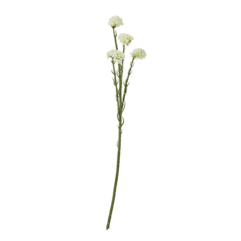 Image of Cream Statice Spray