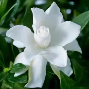 Image of YouGarden Gardenia Jasminoides 'Celestial Star' in 9cm Pot