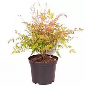 image of Nandina Twilight 2L