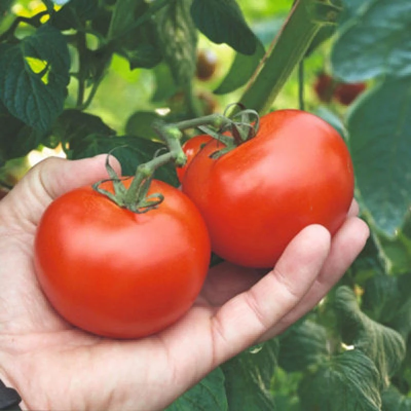 Image of Tomato Alicante Half-Hardy Annual Early Sweet Medium Fruits 1 Packet X 25 Veg Saver Seeds By Thompson & Morgan