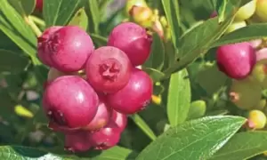 Image of Pink and Blue Blueberry Plant Collection, Pink Sapphire and Powder Blue, Two, Red