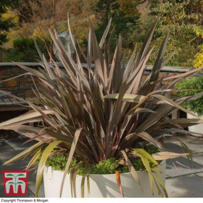 Image of Thompson & Morgan Phormium Pink Stripe 7.5 Litre Potted Plant x 1 KB3927