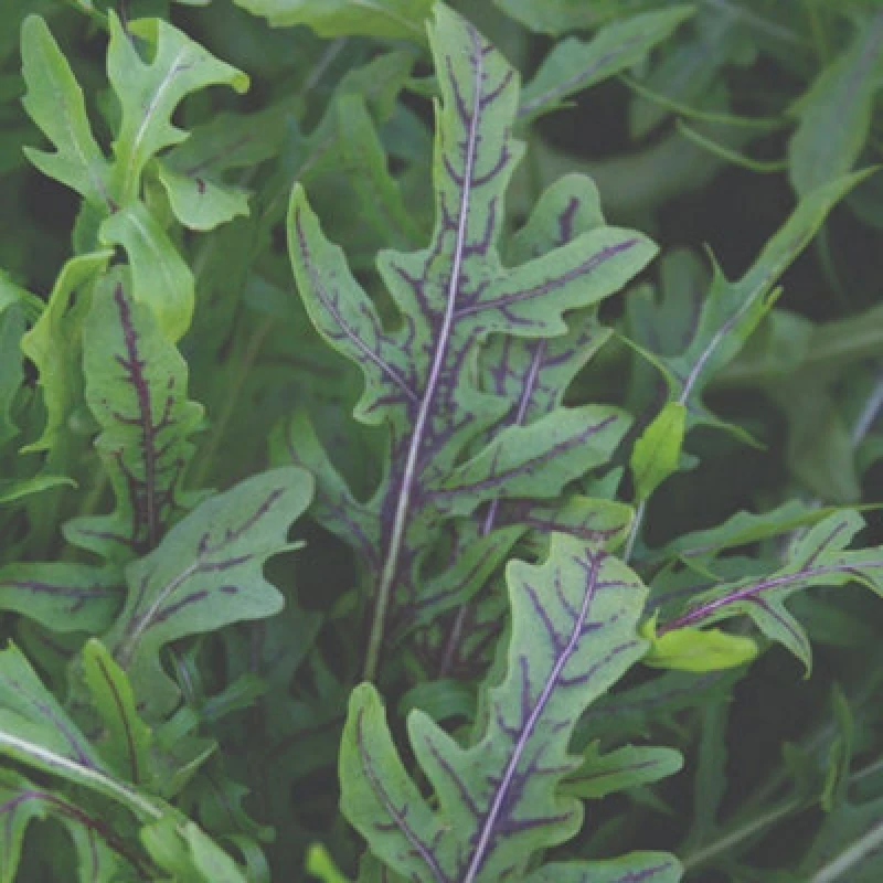Image of Thompson & Morgan Wild Rocket Dragon S Fire Seeds - Red-Veined Peppery Salad Leaves - Slow To Bolt All-Year Harvest (200 Seeds)