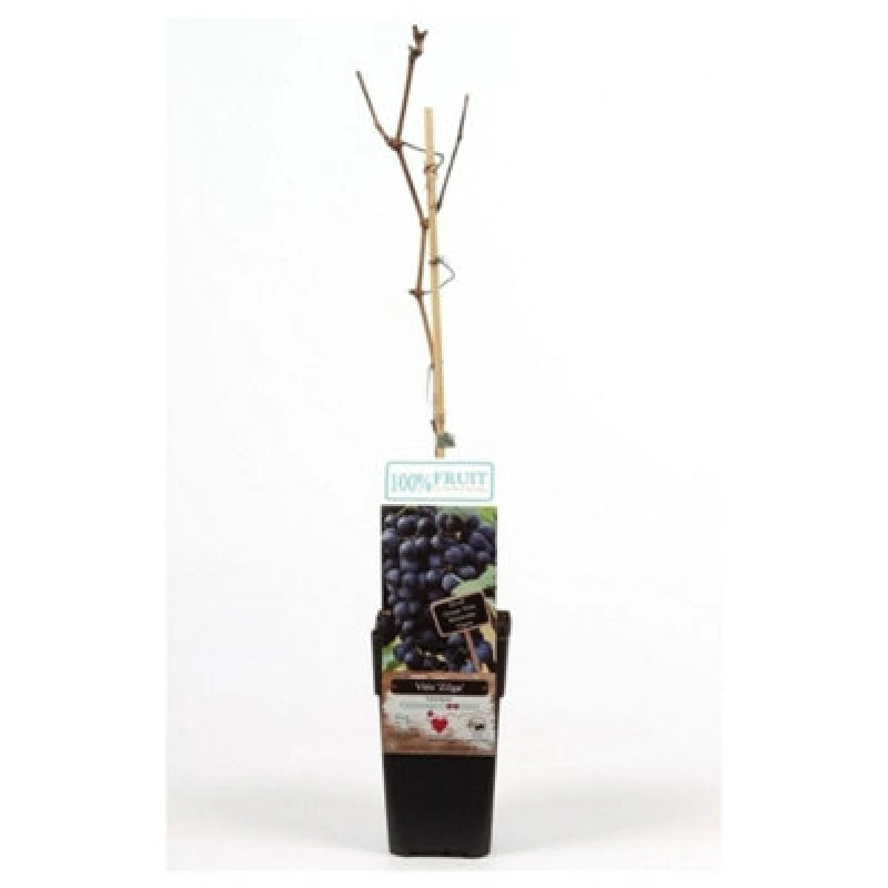 Image of Thompson & Morgan Vitis (Grape) Zilga 15Cm Potted Plant X 1