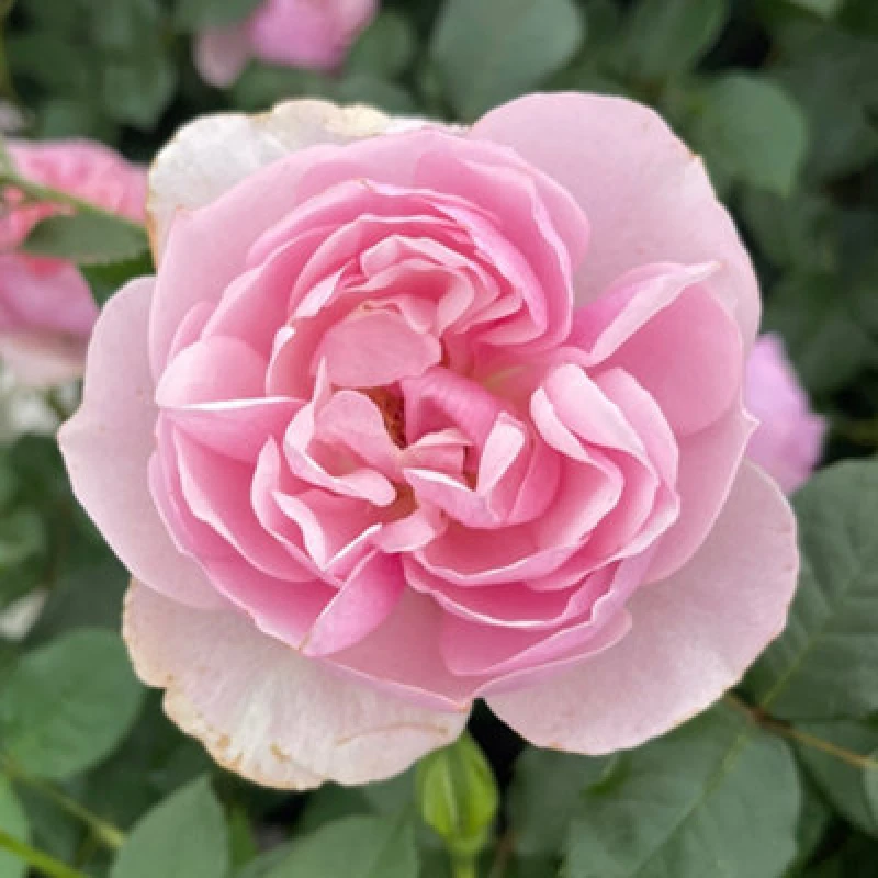 Image of Yougarden Harkness Rose 'thank You' , 4 Litre Pot