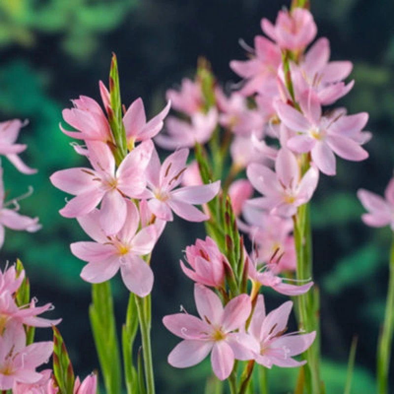 Image of Thompson & Morgan Schizostylis Coccinea Mrs Hegarty 9Cm Potted Plant X 1