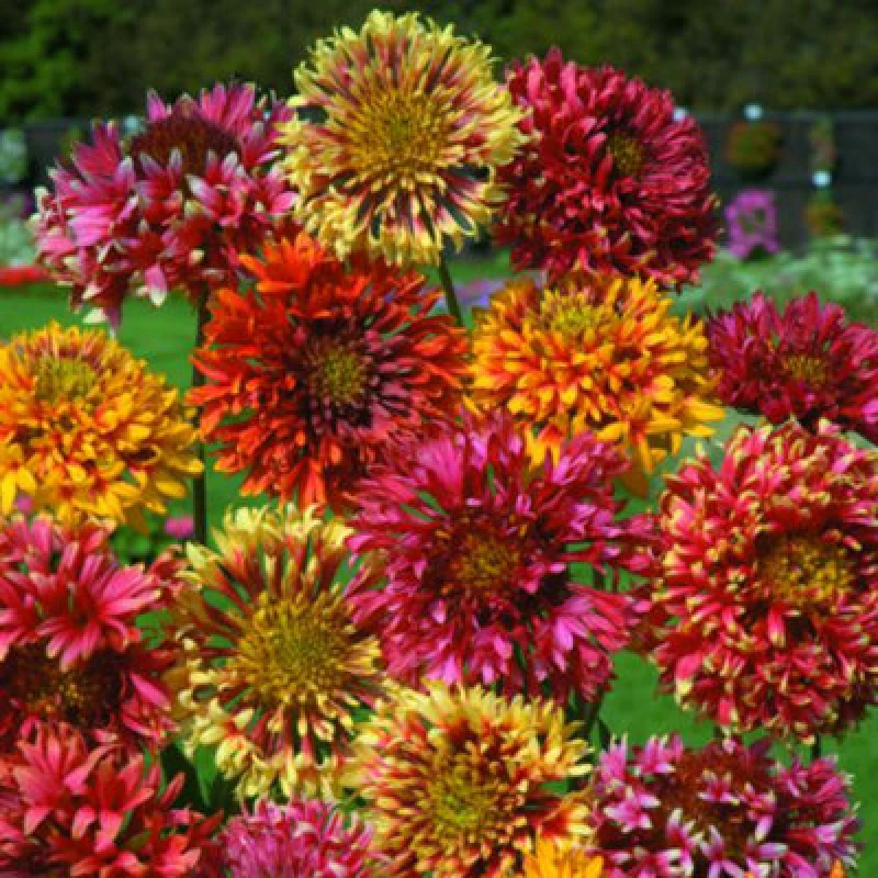 Image of Thompson & Morgan Gaillardia Pulchella Razzledazzle 1 Packet (100 Seeds)