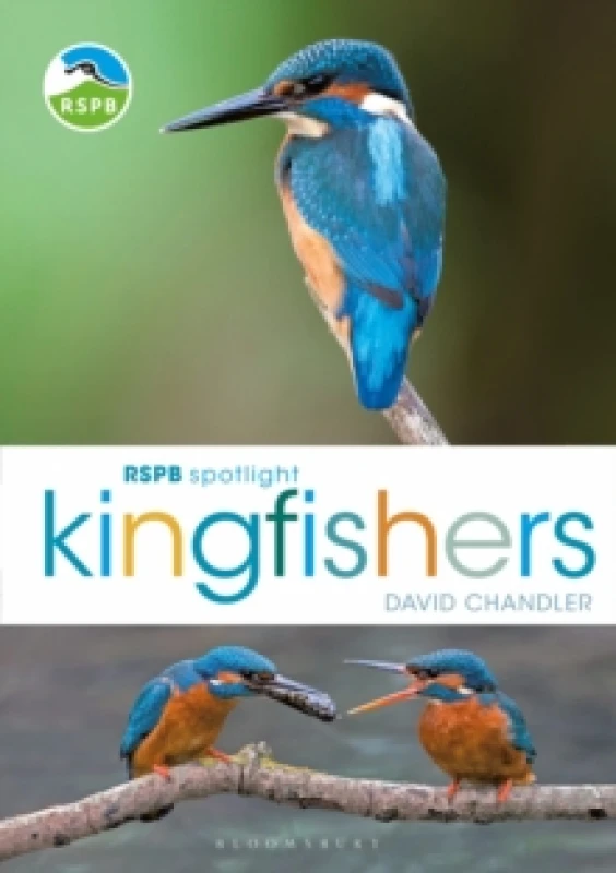 Image of RSPB Spotlight Kingfishers Paperback / softback